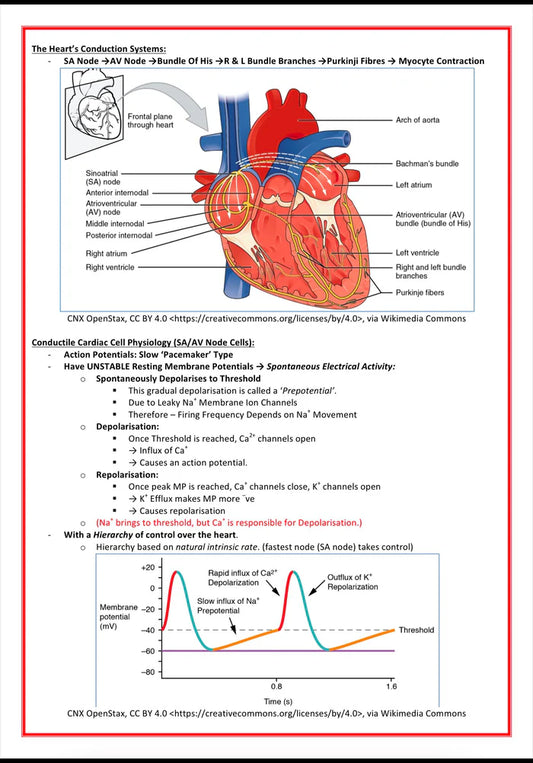Cardiovascular Notes – Digital PDF Study Guide for Students & Healthcare Professionals